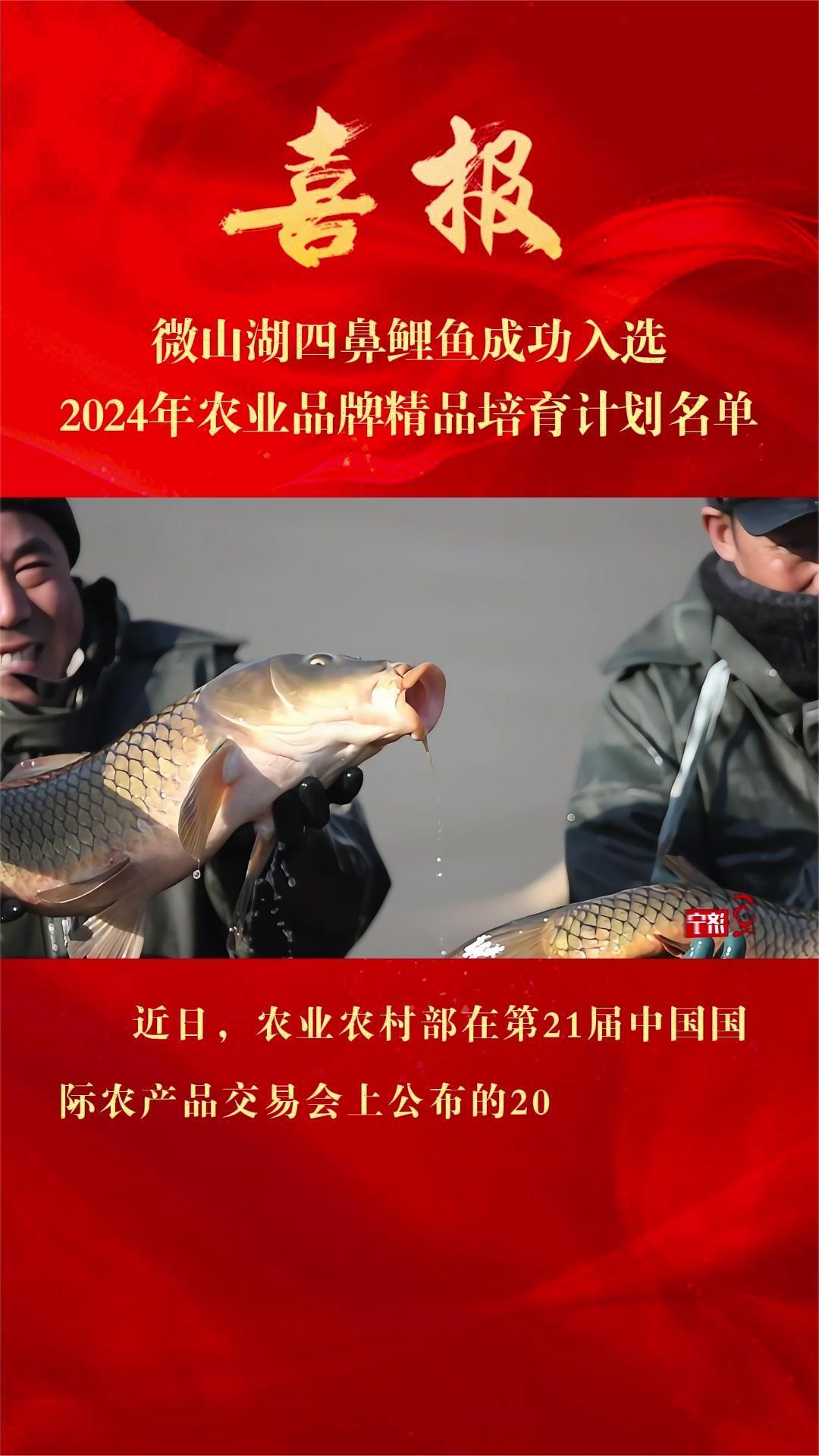 喜报!微山湖四鼻鲤鱼成功入选2024年农业品牌精品培育计划名单