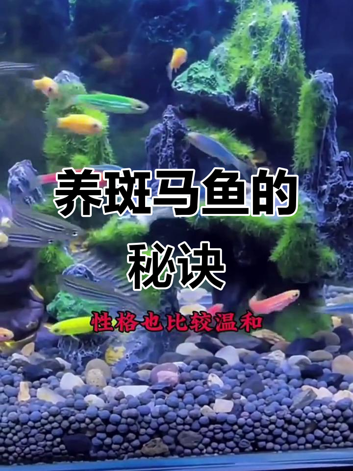 斑马鱼看似易养,实则有窍门!掌握要点才能轻松饲养