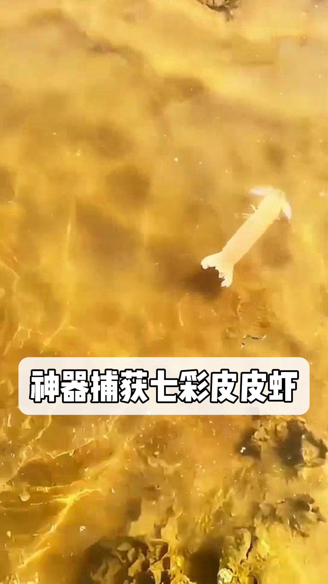 神器捕获七彩皮皮虾