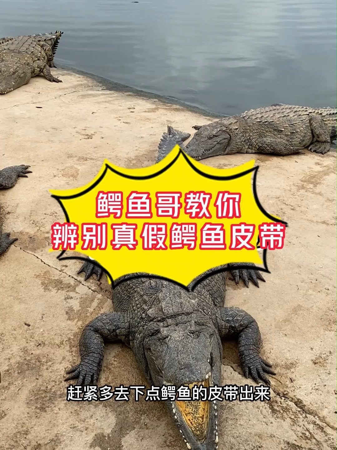 鳄鱼哥教你怎么辨别真假鳄鱼皮带