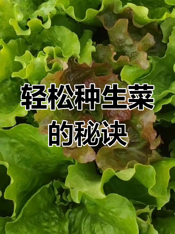 生菜种子小,播种技巧全揭秘!五天发芽,家庭种植超简单