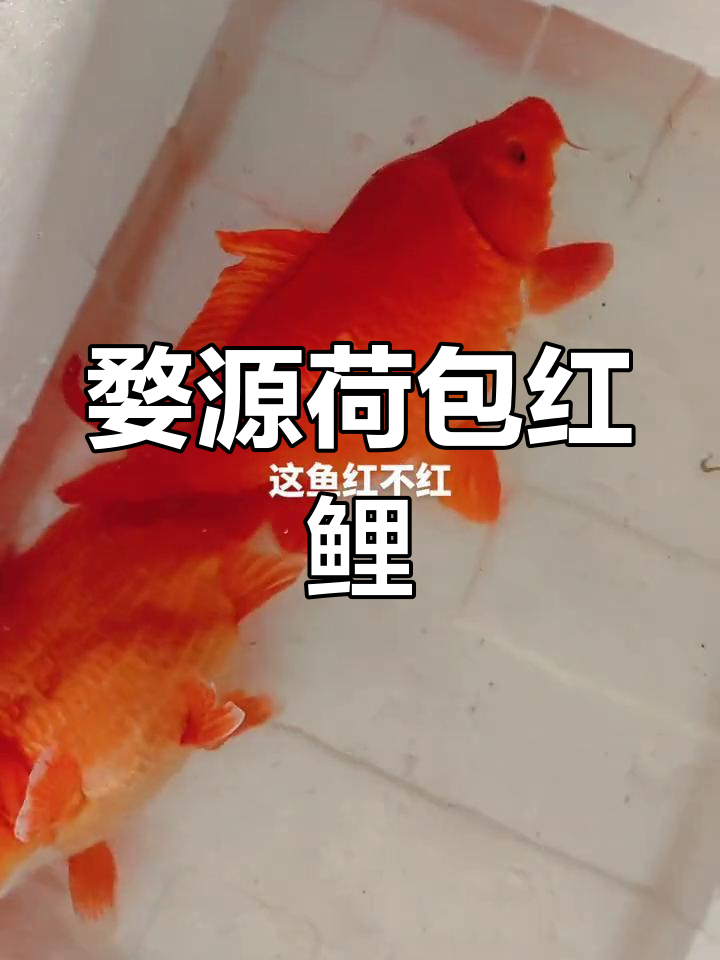 婺源荷包红鲤鱼:古法养鱼,好运连连