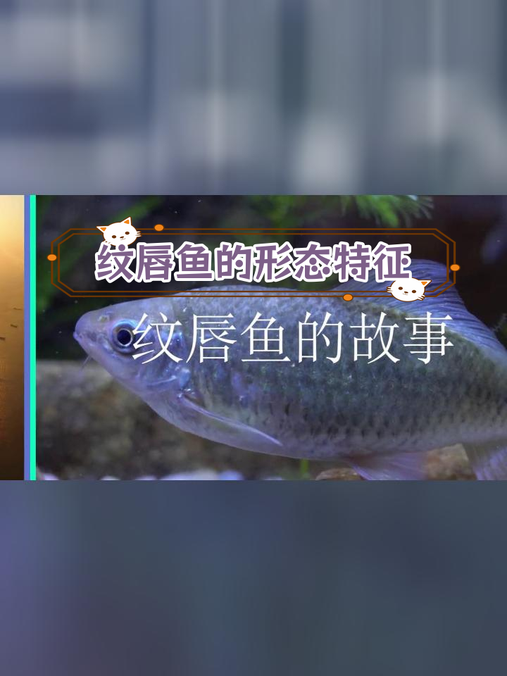 珠江流域的独特鱼类资源:纹唇鱼
