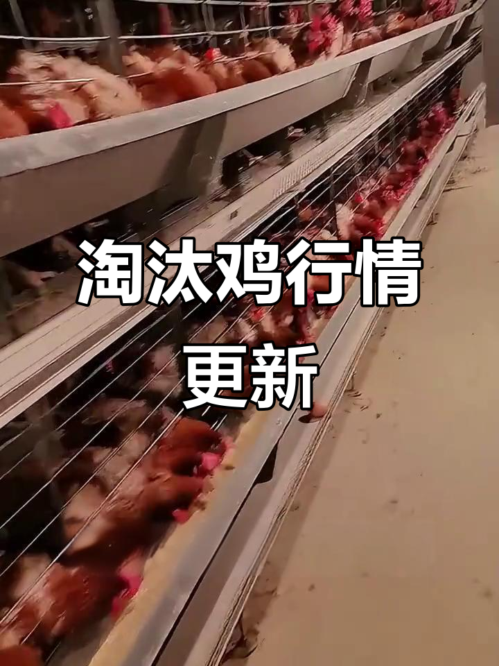 今日淘汰鸡价格稳定，局部调整，市场供需变化分析