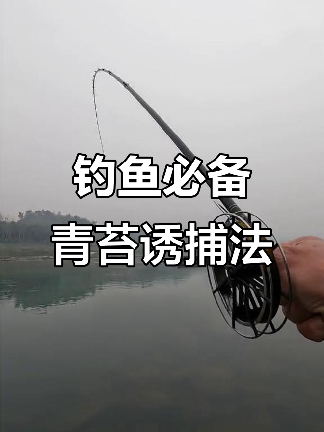 溪流钓鳊鱼技巧大揭秘,青苔饵料让你事半功倍