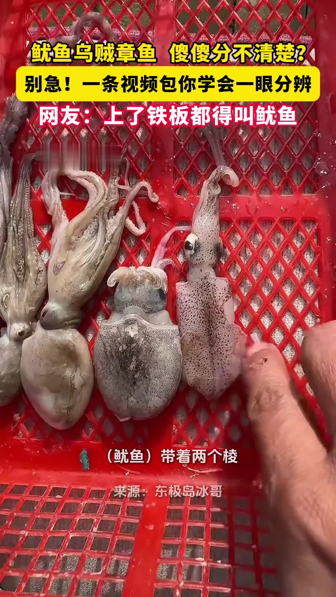 你分得清鱿鱼、乌贼和章鱼吗?网友:管它是啥,上了铁板都得叫鱿鱼