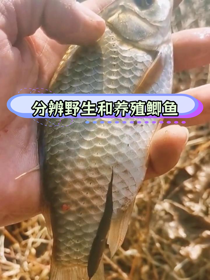 如何区分野生鲫鱼与养殖鲫鱼