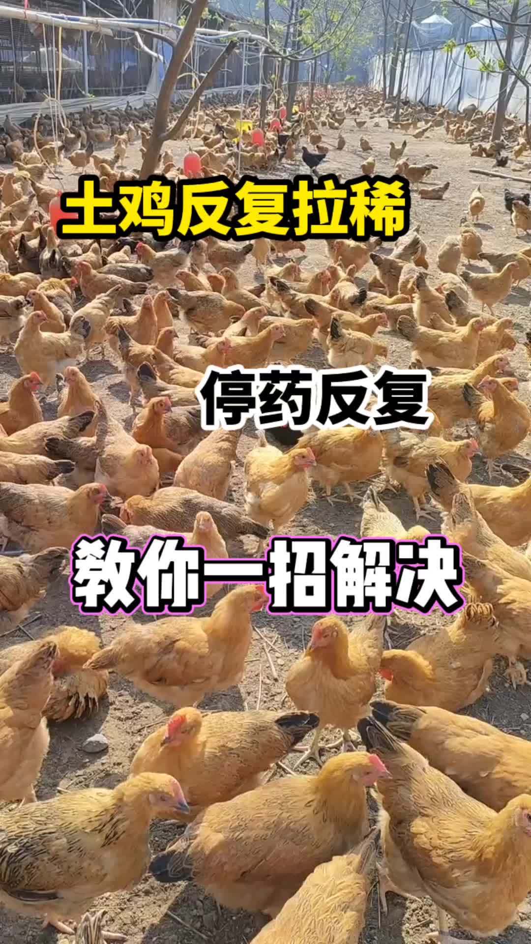 散养土鸡交流 蛋鸡养殖 跑山鸡 养鸡场 散养土鸡