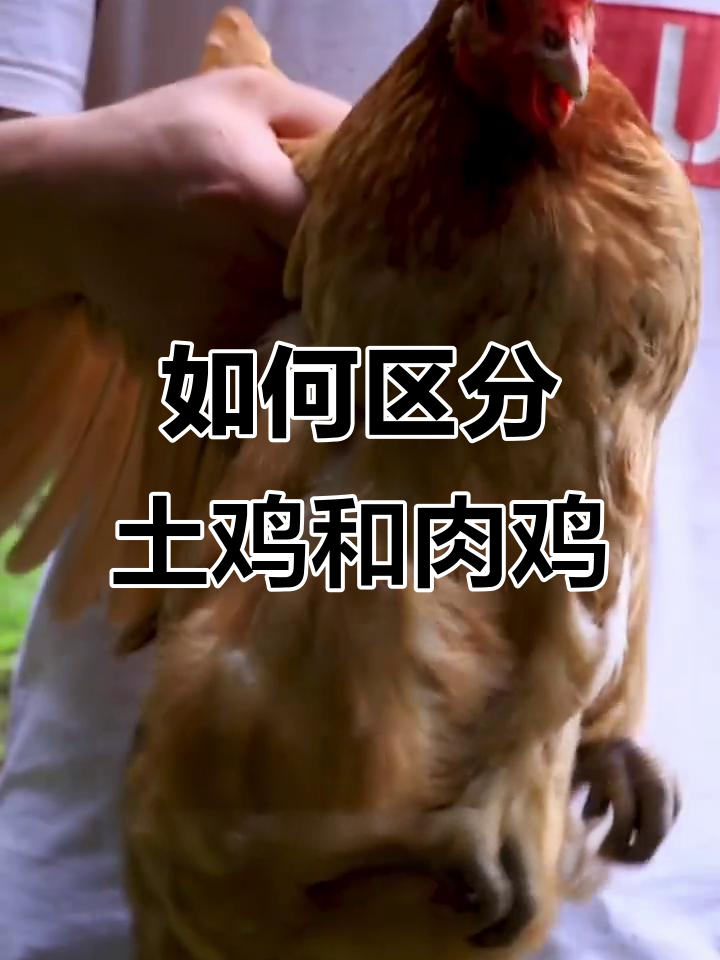 6个方法教你分辨正宗土鸡，轻松辨别老母鸡与肉鸡