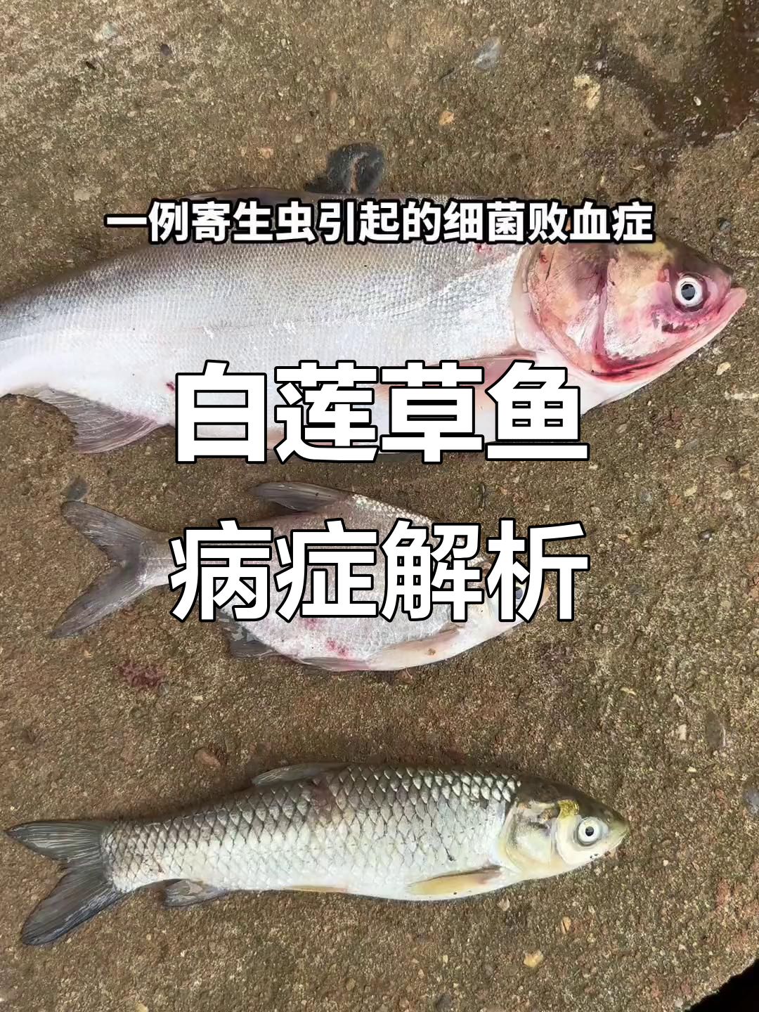 鱼病诊断：白莲、草鱼症状分析