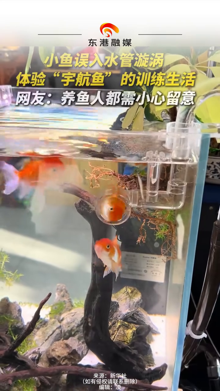 小鱼误入水管漩涡,体验“宇航鱼”的训练生活……