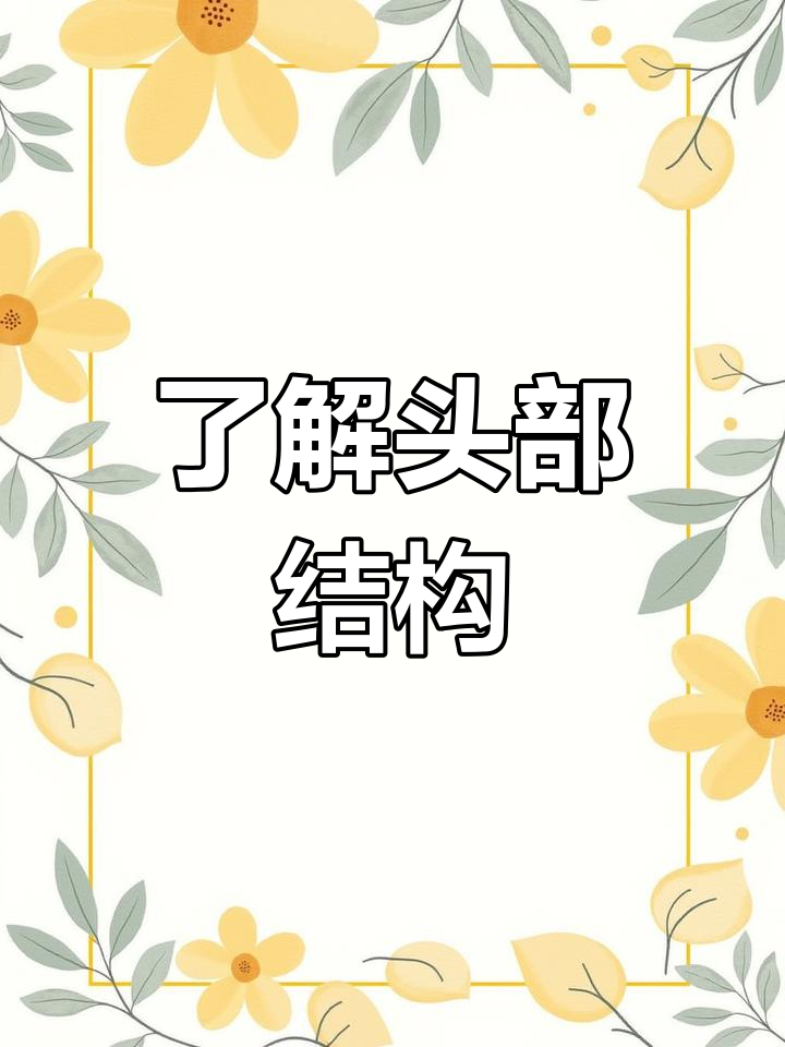 头部骨骼与肌肉解析