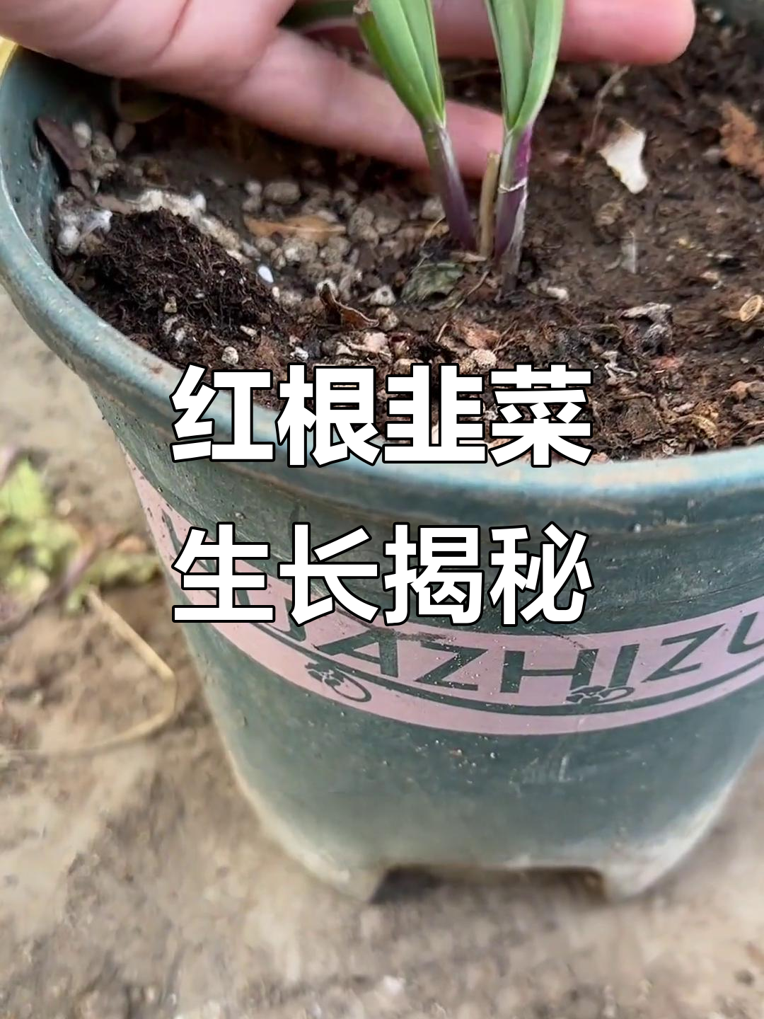 韭菜的生长过程揭秘,红根宽叶如何形成?