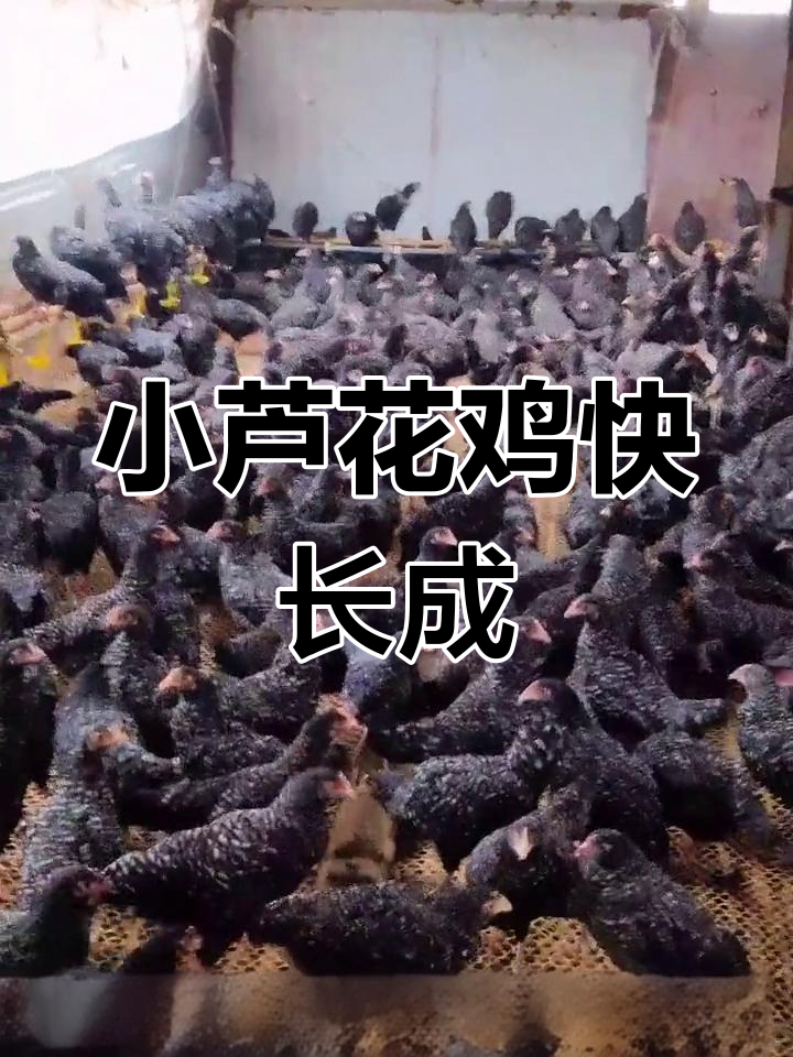 芦花鸡苗成长记:20天就能产蛋,公母搭配更高效