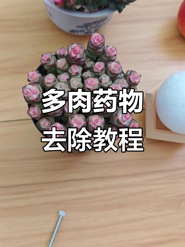 药锦多肉救赎:去头处理让它们重生