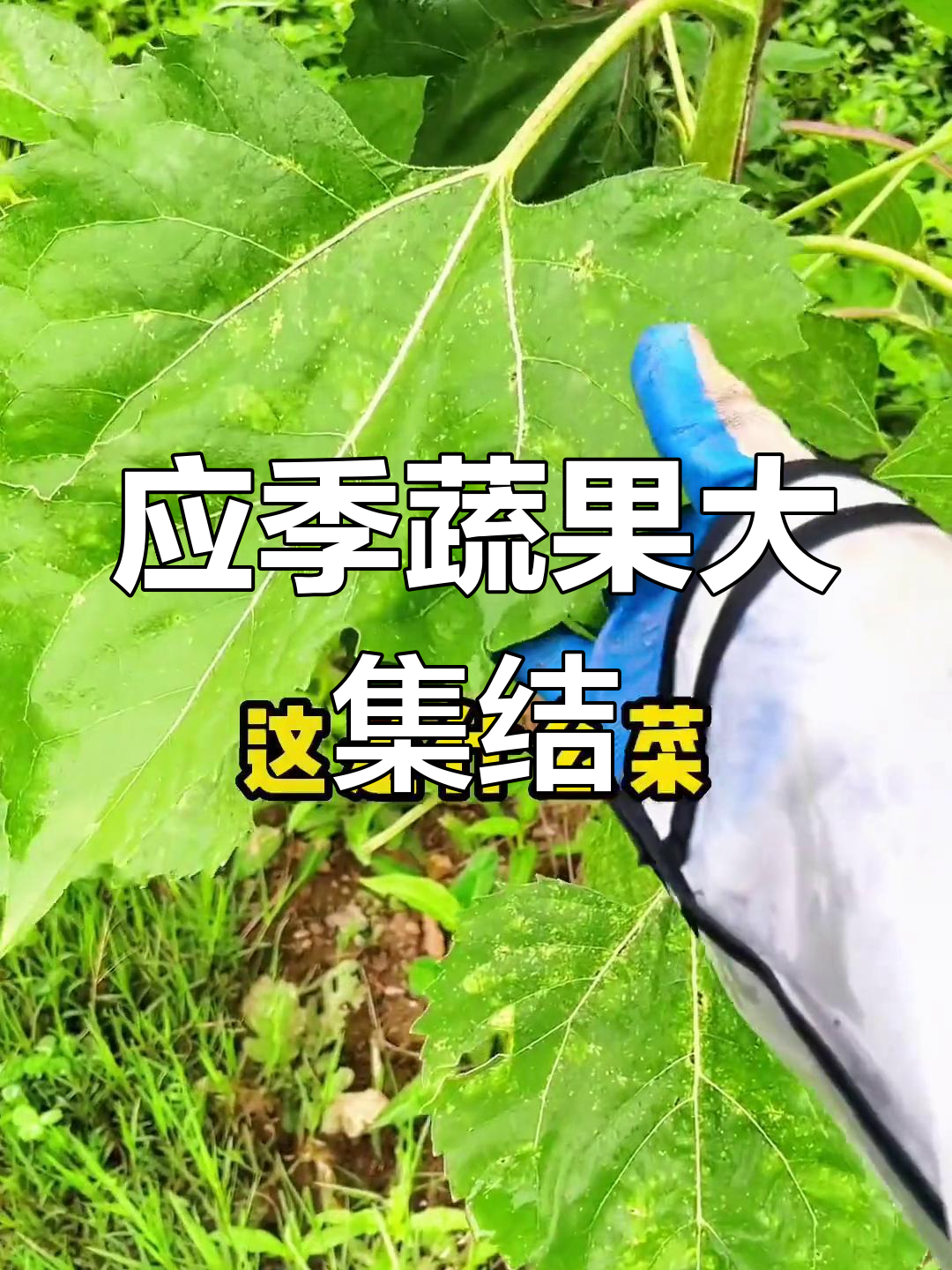这些蔬菜水果应季,还有更多没拍到