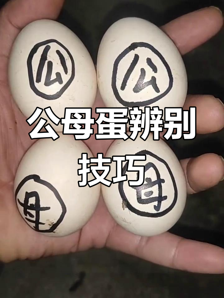 分辨公母鸡蛋的土方法，准确率高达90%！
