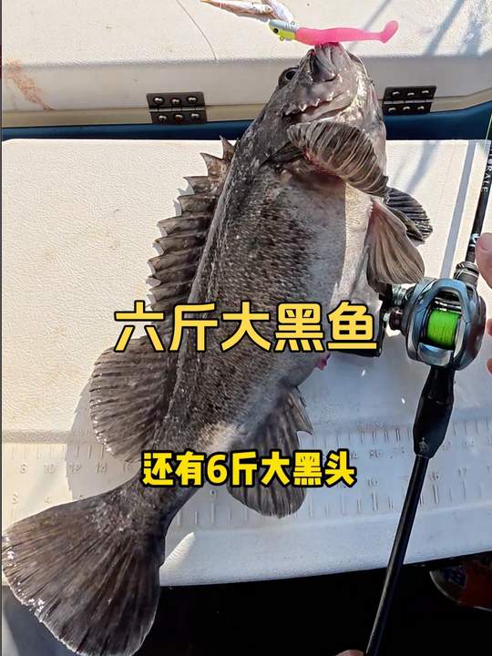 路亚鳕鱼高效钓法