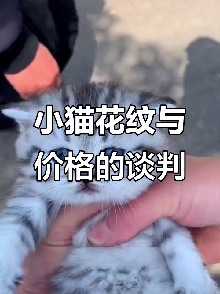 鱼骨纹小猫价格谈判,脸型变化让人惊喜