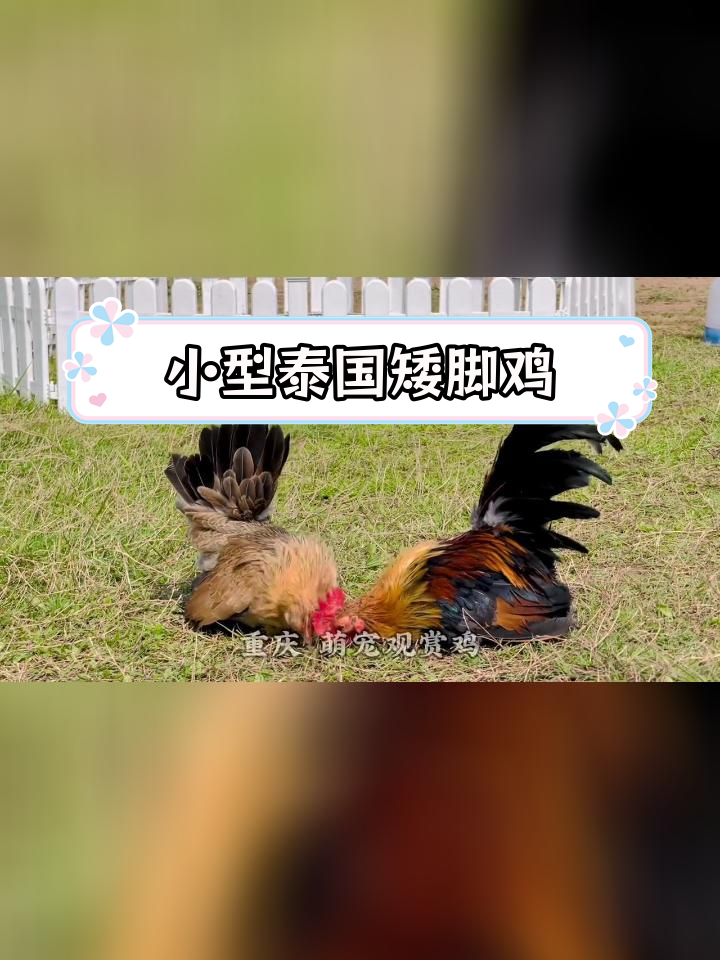 泰国矮脚鸡成长记录:4个月后体型小巧,未来更美