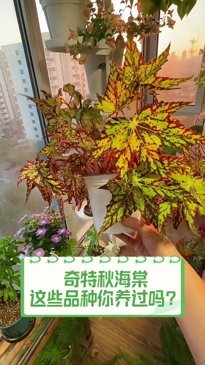 奇特秋海棠,这些品种你养过吗?