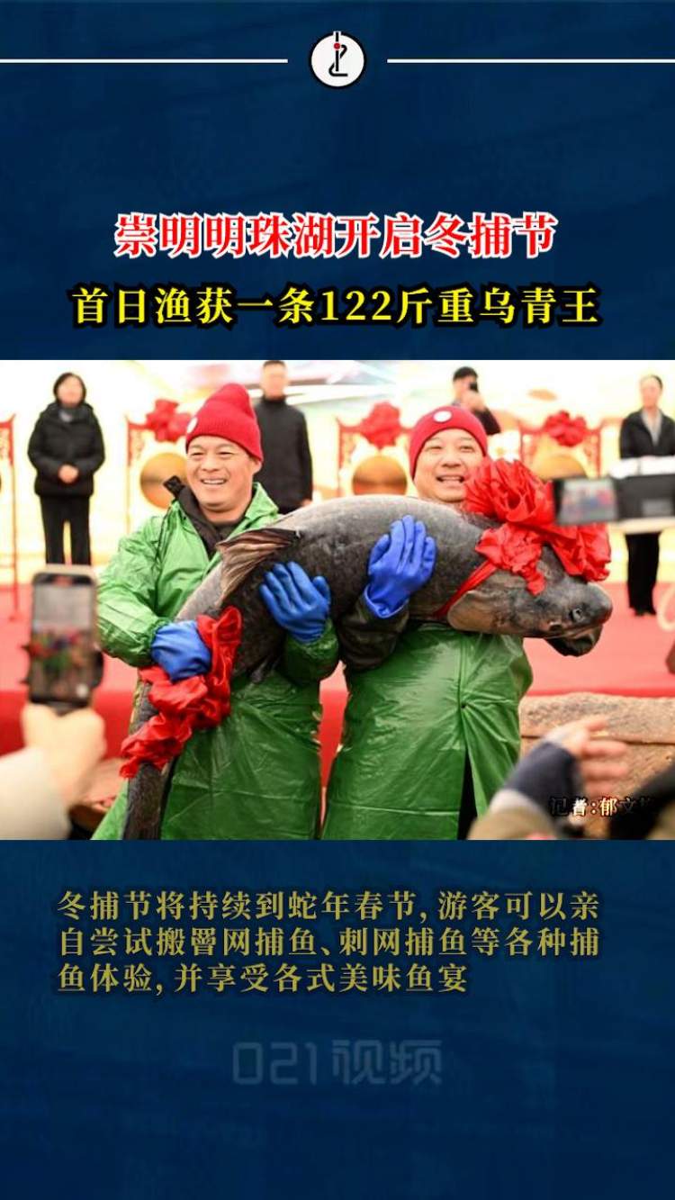 冬捕开始!上海崇明捕到122斤重乌青鱼