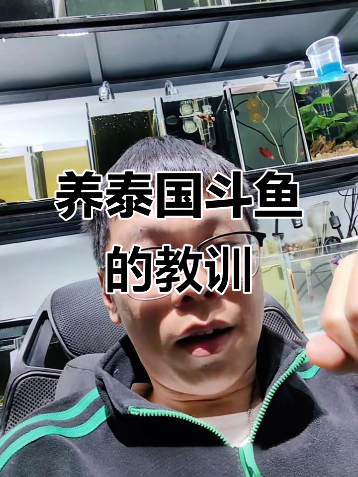 泰国斗鱼养殖心得:死鱼是常态,经验才是关键