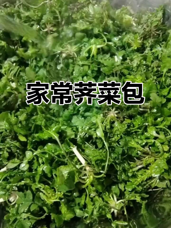 荠菜肉馅大包子,蒸出家的味道