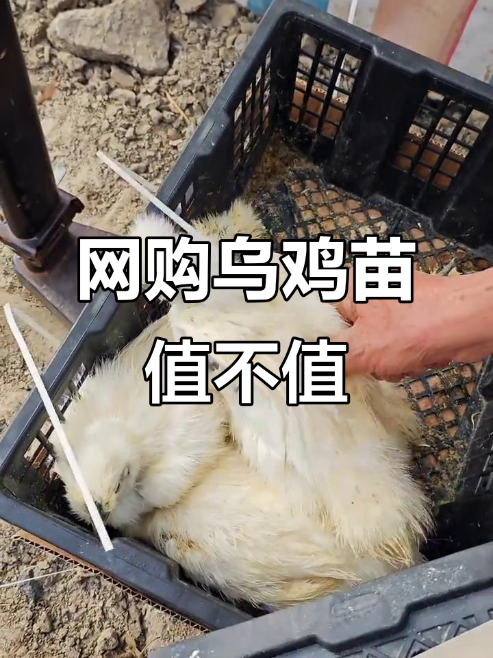 网购乌鸡苗靠谱吗？79元买四只，重量都不够