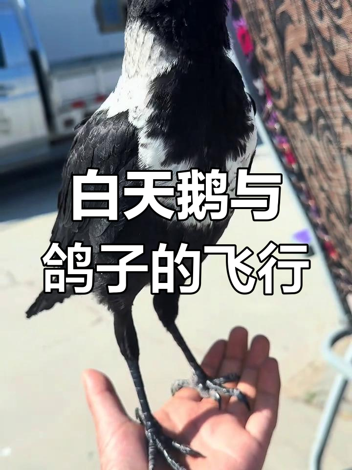 白天鹅与灰乌鸦的空中舞蹈,赛鸽子如何感知路程