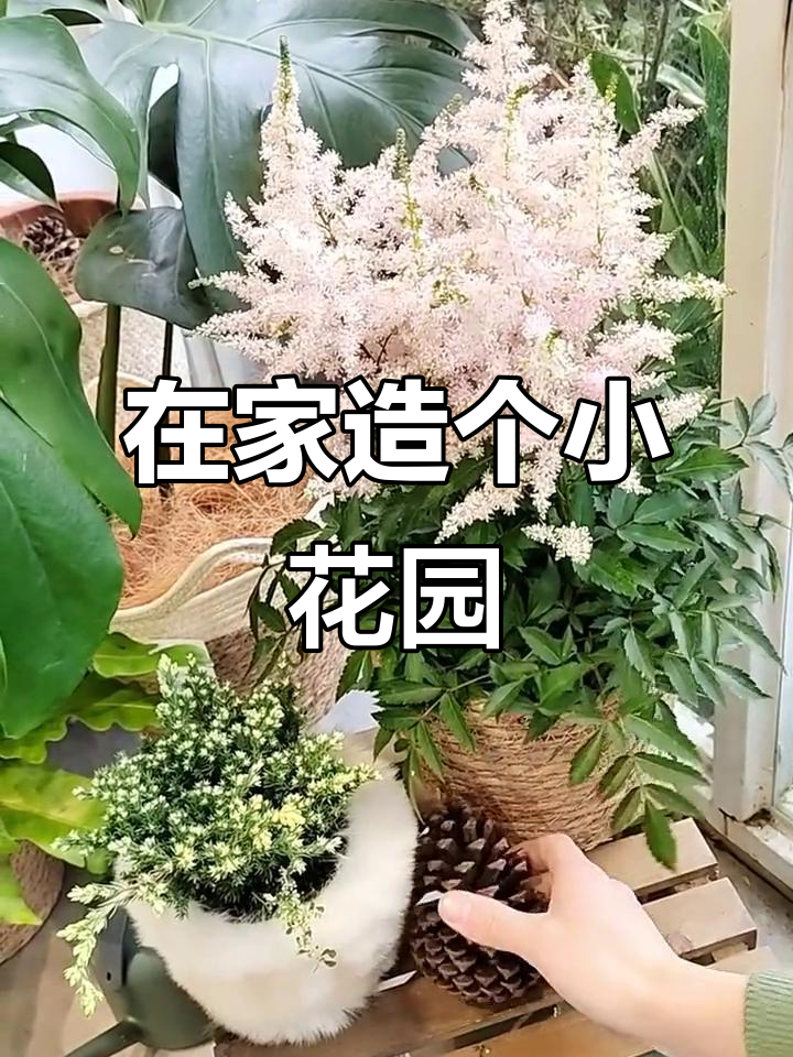 炎热天气不出门,打造室内小花园,阳台变绿洲
