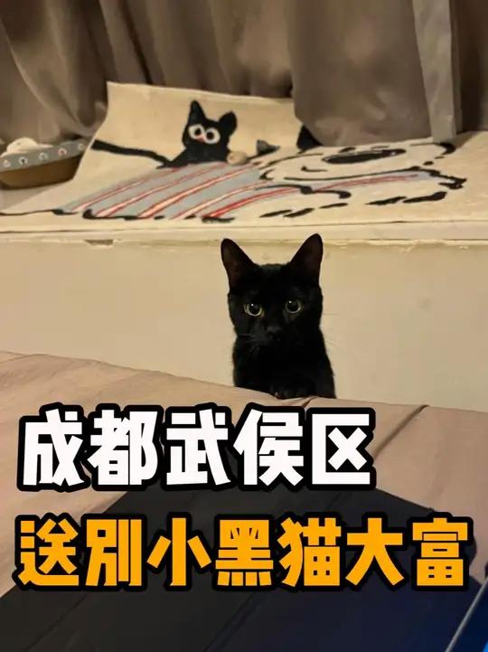 成都武侯区送别小黑猫大富 大富是一只可爱的猫咪,因为家长情绪原因没有陪同,我们在成都细语生