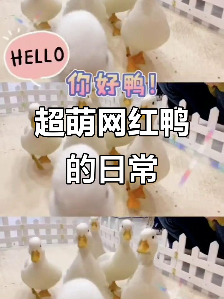 网红鸭的可爱日常,白毛手感超好!