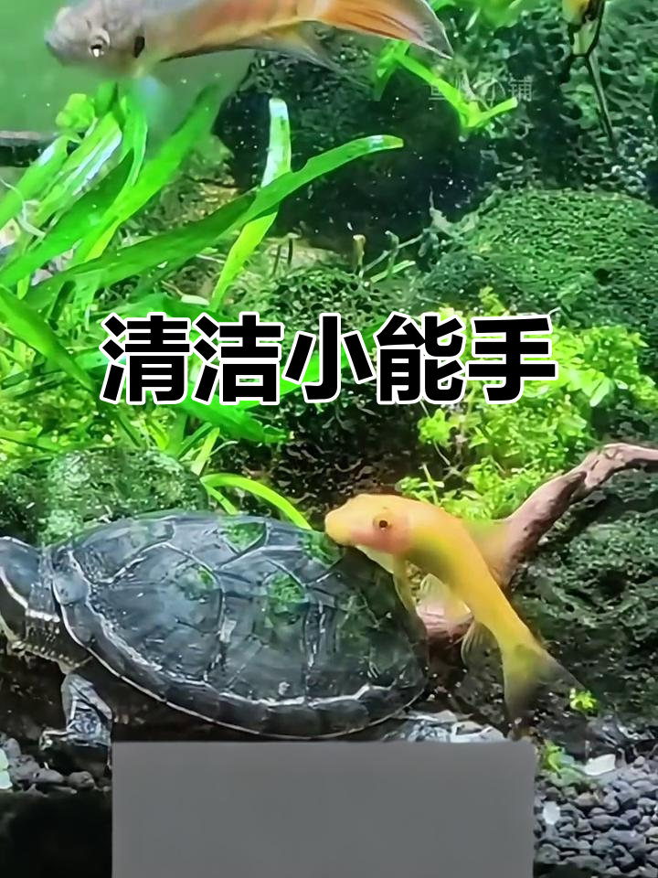 金苔鼠鱼,清洁高手!让鱼缸始终清澈如新