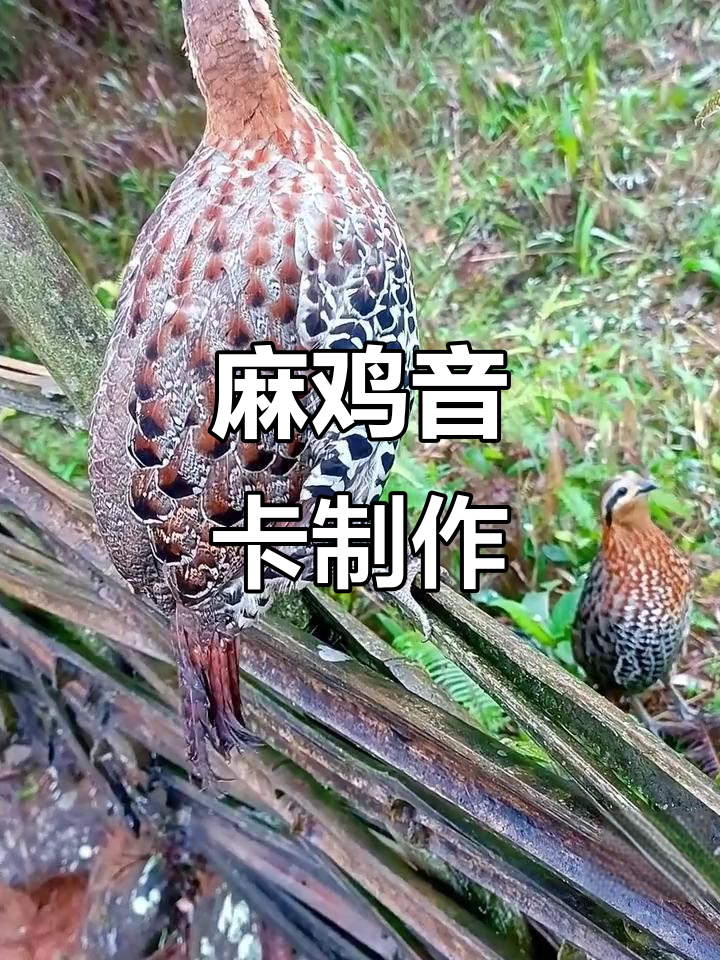 麻鸡音卡制作:棕胸公母合鸣,声音独特有趣