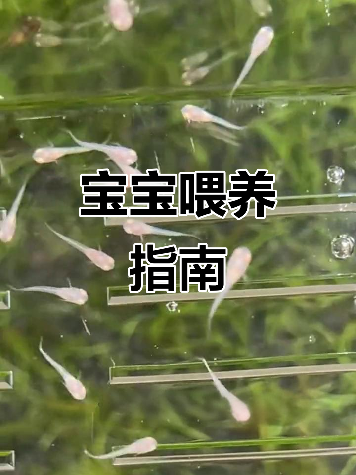 孔雀鱼宝宝出生后,第二天开始喂食最合适