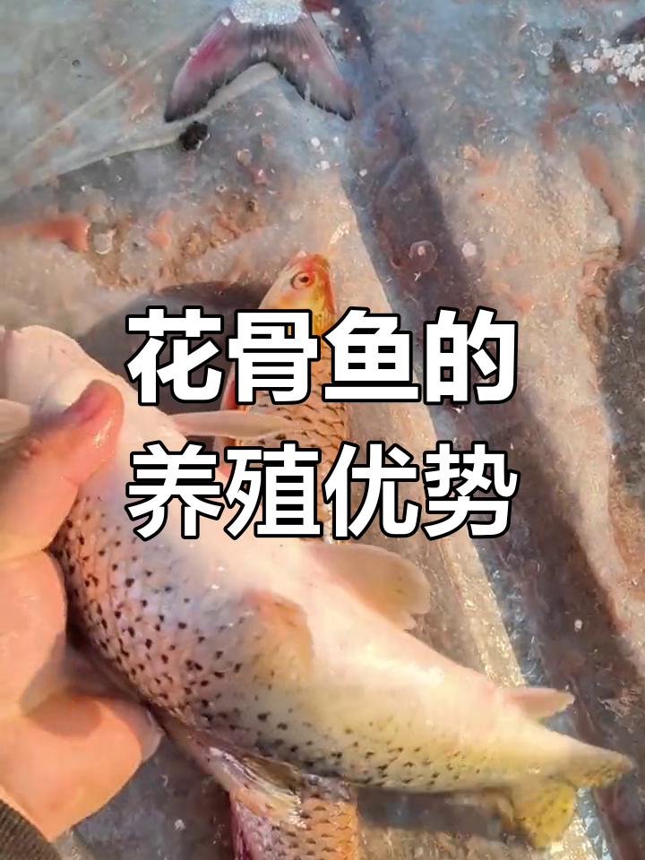 花骨鱼:适应性强,成活率高的美味鱼类