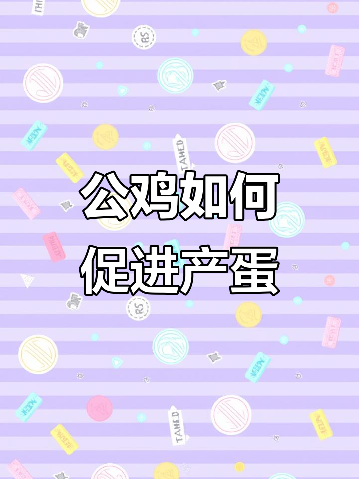 公鸡为何能提高母鸡蛋产量?揭秘养殖小技巧