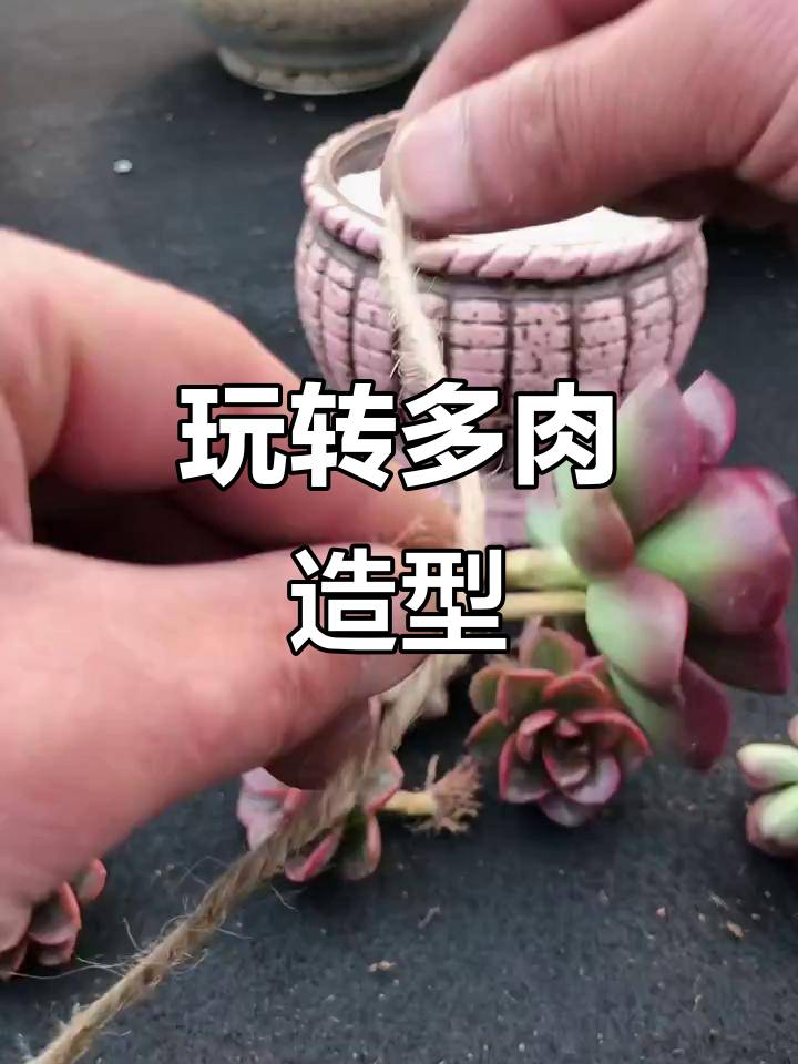 多肉植物创意造型大赏,打造独特女神节风格