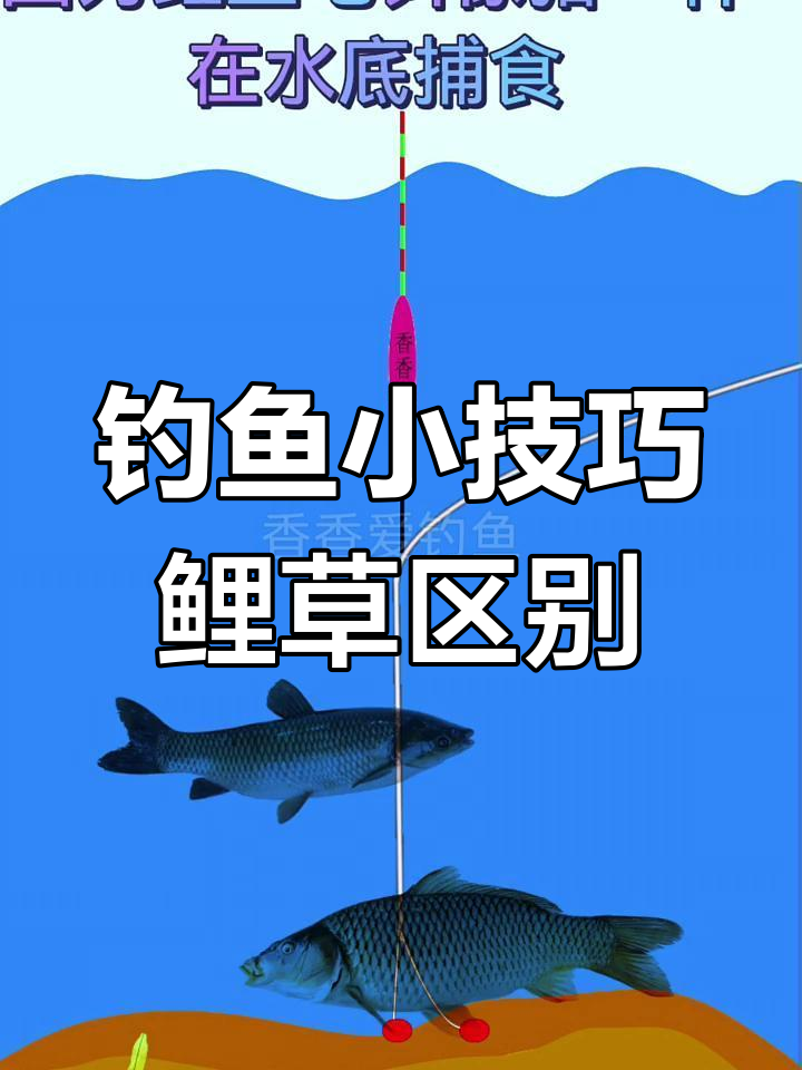 钓鲤鱼与草鱼的三大差异,掌握这些技巧让你事半功倍