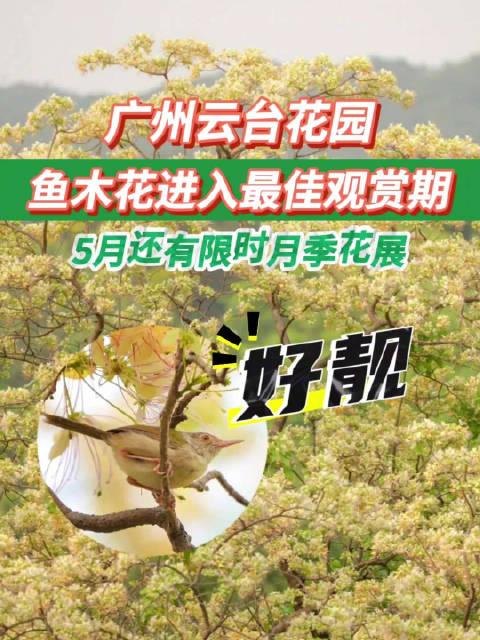 总要来次广州吧 广州云台花园鱼木花开得好灿烂,进入最佳观赏期!5月1日起还有月季花展,解锁