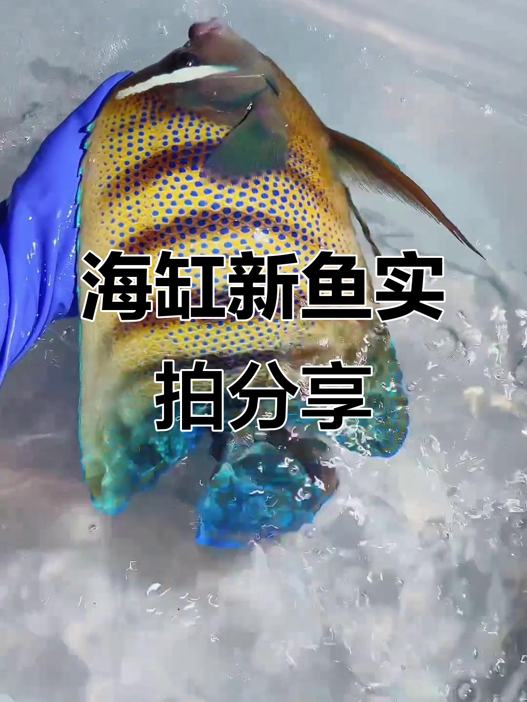 十月十一日到货海水鱼大揭秘,紫吊、六间神仙等超肥美!