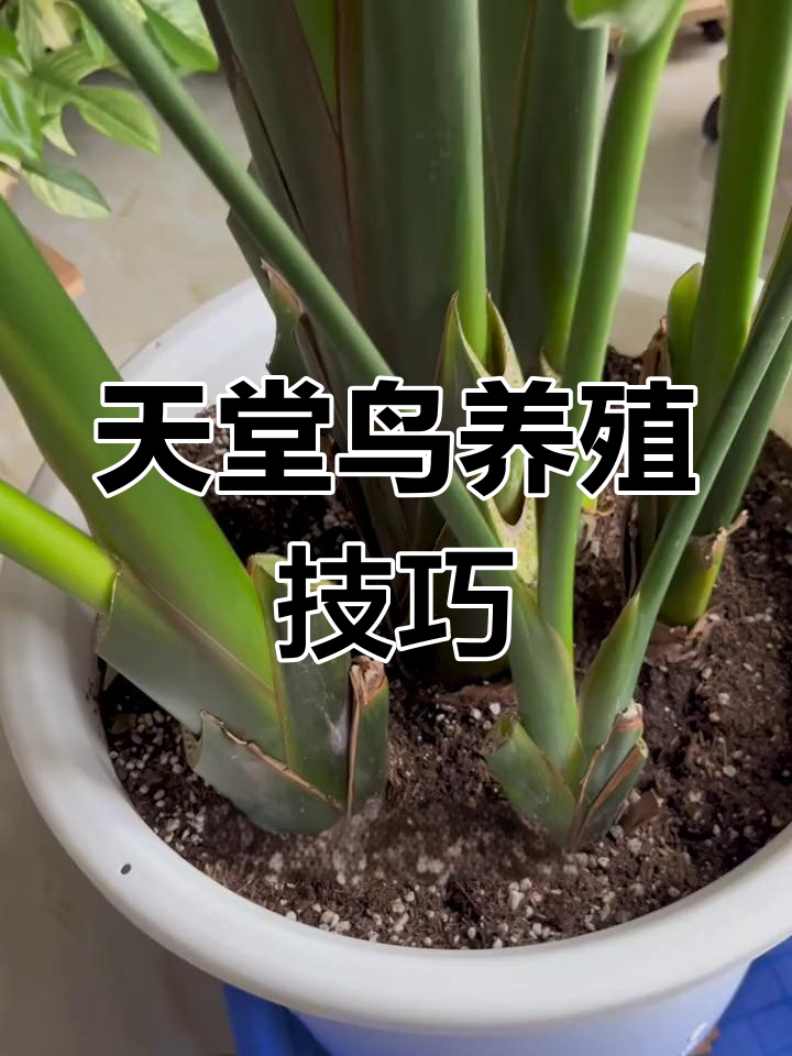 天堂鸟养护全攻略:从换盆到光照管理,轻松搞定