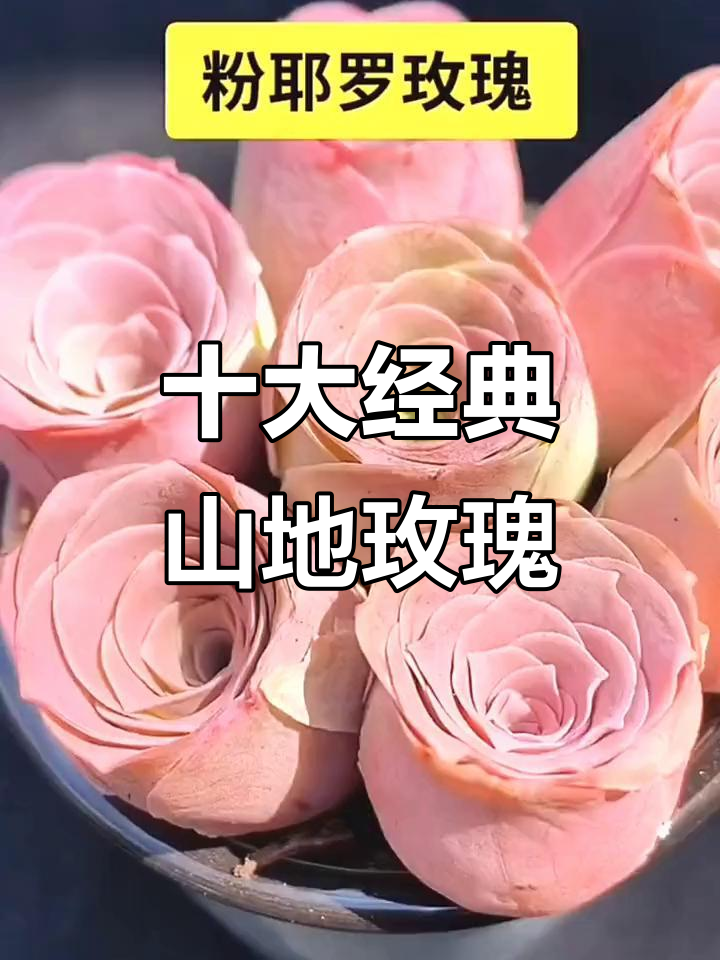 十种常见山地玫瑰品种大揭秘,美丽多肉植物全解析