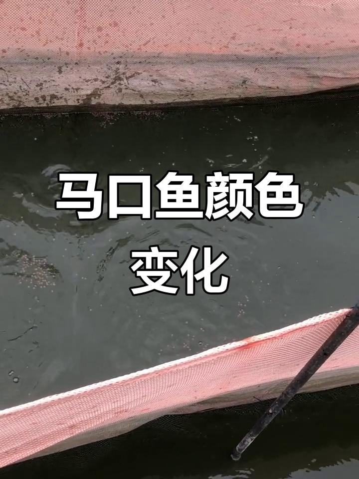 马口鱼10-18公分,未发色与已发色的公母区别