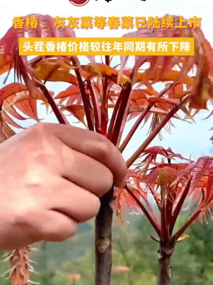 香椿、灰灰菜等春菜已陆续上市,你尝鲜了么?云南 美食