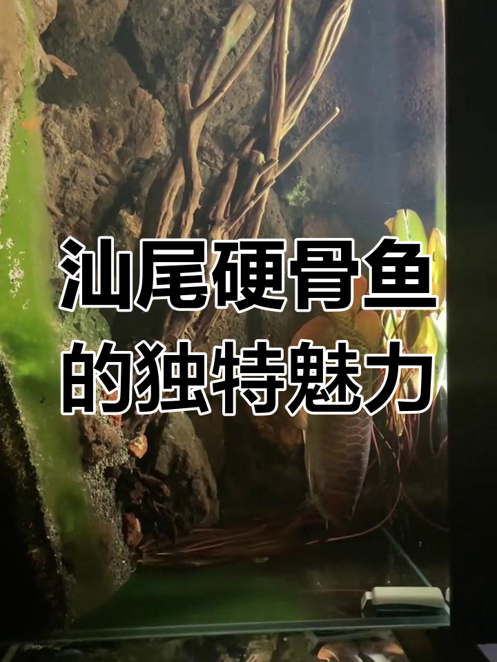 2023年汕尾硬骨鱼细节揭秘,骨架鳝尾完美呈现