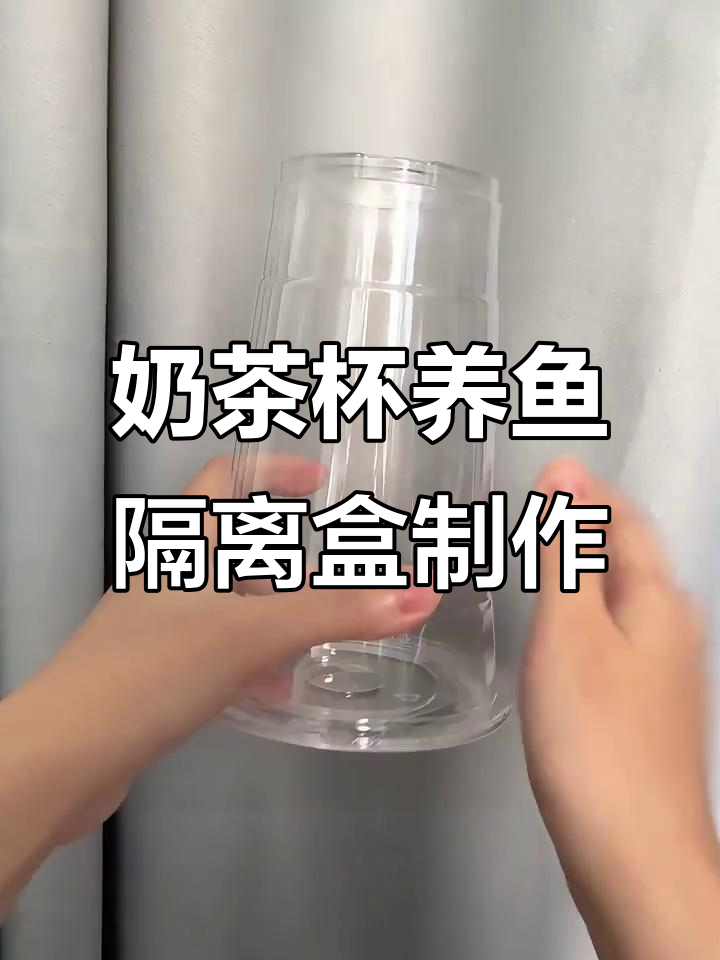 奶茶杯变鱼缸,简单DIY繁殖隔离盒教程