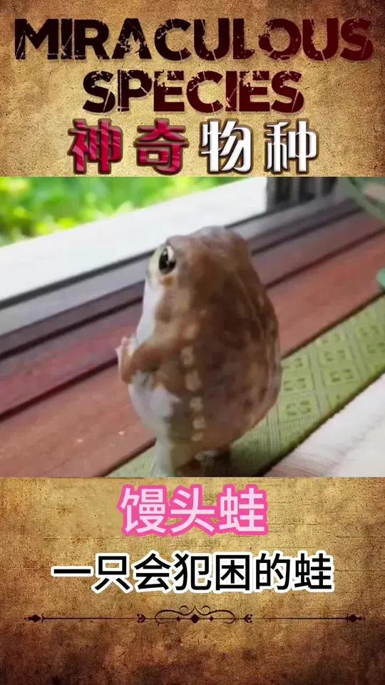 馒头蛙竟然会打哈欠 生活索然无味,蛙蛙cos人类 奇妙的动物 萌宠出道计划 网红青蛙 动物
