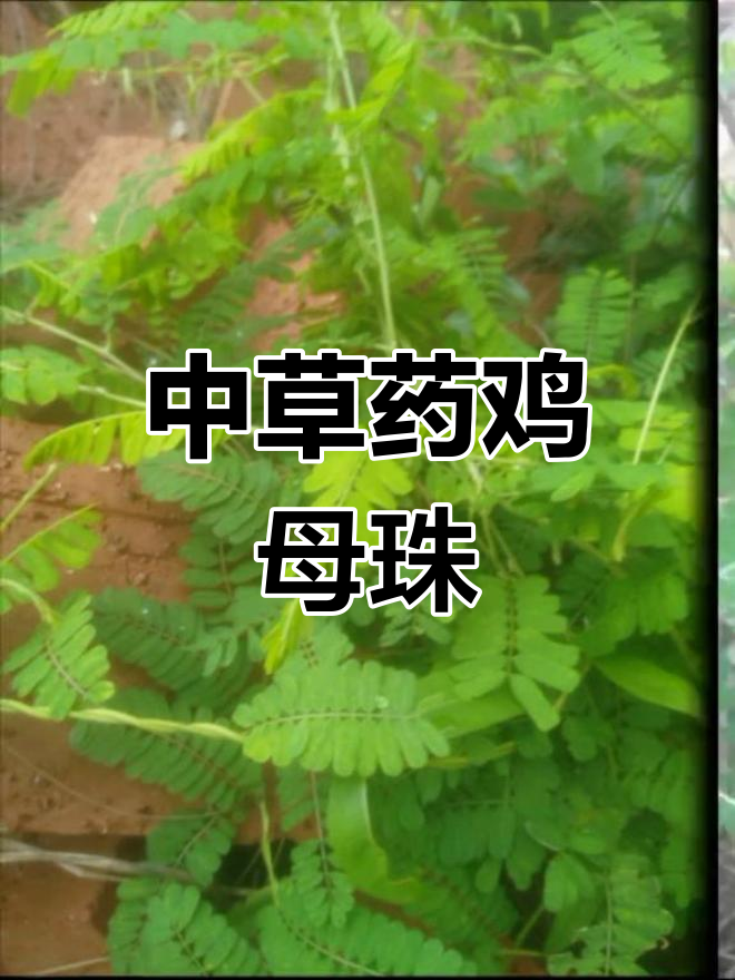 鸡母珠有毒,但根叶可入药,有清热解毒、利尿消肿之效